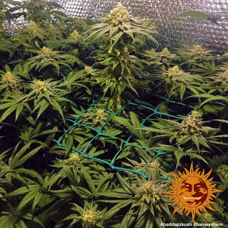 Semillas De Marihuana Bad Azz Kush Feminizada De Barney S Farm