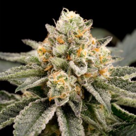 5 Semilla Zombie Bride Feminizada de Ripper Seeds