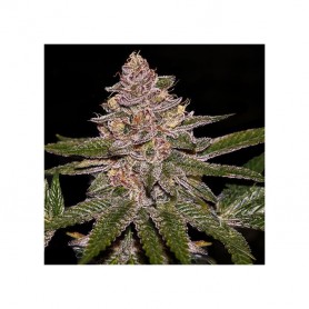 3 Semillas Radical Juice Feminizada de Ripper Seeds