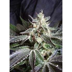 3 semillas Black Jack F1 Fast Version de Sweet Seeds