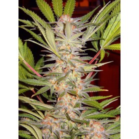 S.A.D. Sweet Afgani Delicious F1 Fast Version de Sweet Seeds