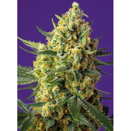 Crystal Candy XL Auto de Sweet Seeds