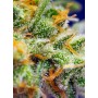 Crystal Candy XL Auto de Sweet Seeds 3u