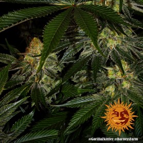 Gorilla Zkittlez de BARNEY'S FARM 5u