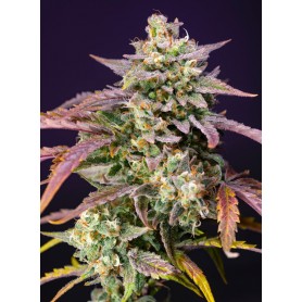 3 UND FEM - PURPLE PUNCH OG XL AUTO de Sweet Seeds