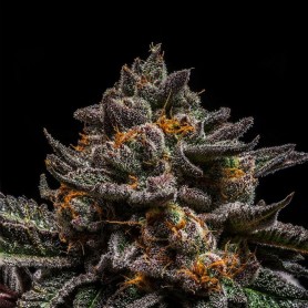 Brain Cake de Ripper Seeds 3u