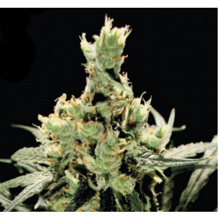 3 Semillas Super Lemon Haze Feminizadas de Green House
