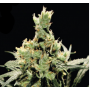 3 Semillas Super Lemon Haze Feminizadas de Green House