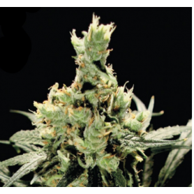 10 Semillas Super Lemon Haze Feminizadas de Green House