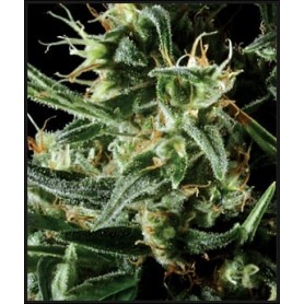 5 Semillas Hawaiian Snow Feminizadas de Green House