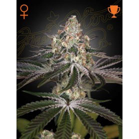 3 Semillas White Widow Feminizadas de Green House