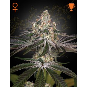 5 Semillas White Widow Feminizadas de Green House
