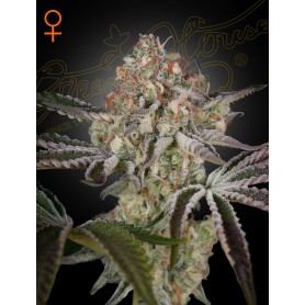 5 Semillas Great White Shark Feminizada de Green House