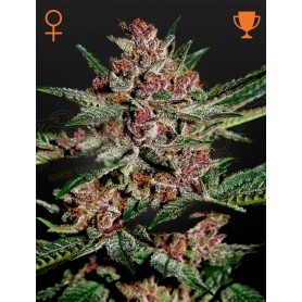 3 Semillas Bubba Kush Feminizadas de Green House