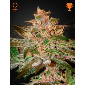 3 Semillas Pure Kush Feminizadas de Green House