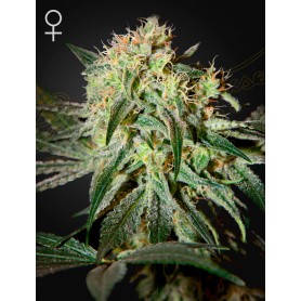 5 Semillas Damn Sour Feminizadas de Green House