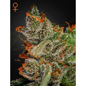 3 Semillas King's Kush Feminizada de Green House