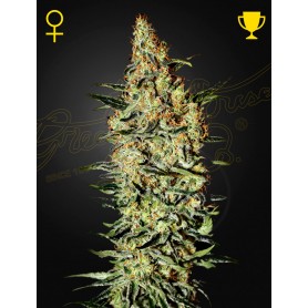 5 Semillas Neville's Haze Feminizadas de Green House