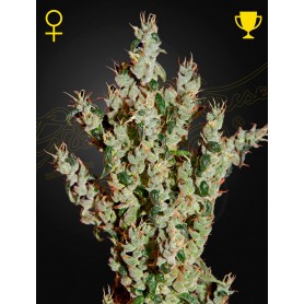 NL5 Haze Mist Feminizada de Green House