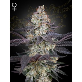 5 Semillas Ztrawberry Feminizadas de Green House