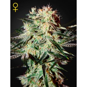 5 Semillas Arjan's Strawberry Haze Feminizada de Green House