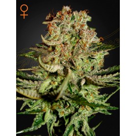 5 Semillas Super Bud Feminizadas de Green House