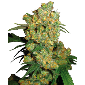 3 Semillas Big Bud Feminizada de Sensi Seeds