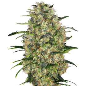 5 Semillas Black Domina Feminizada de Sensi Seeds