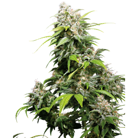 3 Semillas California Indica Feminizada de Sensi Seeds