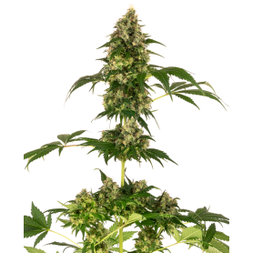 10 Semilla Cobalt Haze Feminizadas de Sensi Seeds