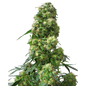 5 Semillas Early Skunk Feminizada de Sensi Seeds