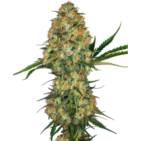 5 Semillas Hindu Kush Feminizada de Sensi Seeds