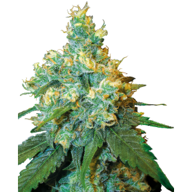 3 Semillas Jack Herer Feminizada de Sensi Seeds