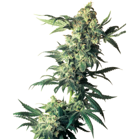 3 Semillas Northern Lights Feminizada de Sensi Seeds