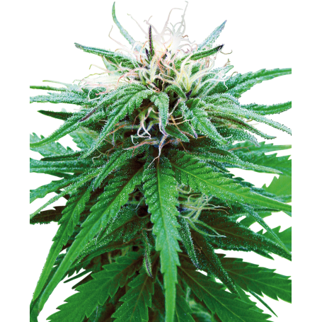 10 Semillas Ruderalis Indica Regulares de Sensi Seeds