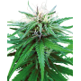 10 Semillas Ruderalis Indica Regulares de Sensi Seeds