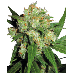 10 Semillas Sensi Skunk Feminizada de Sensi Seeds