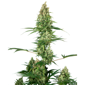 3 Semillas Silver Fire Feminizada de Sensi Seeds