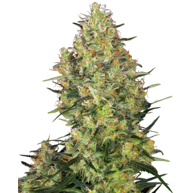 3 Semillas Shiva Skunk Feminizadas de Sensi Seeds