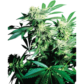 3 Semillas Skunk Kush Feminizadas de Sensi Seeds