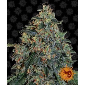 Blueberry OG de Barney ´s Farm 1 Semilla