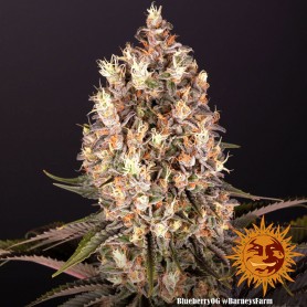 Blueberry OG de Barney ´s Farm 5 Semillas