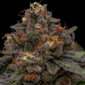 KORENJI 3 FEM RIPPER SEEDS