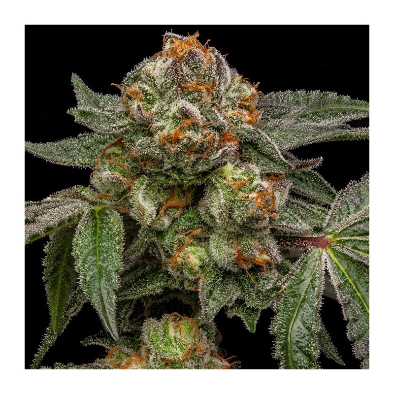 Zake Feminizadas de Ripper Seeds
