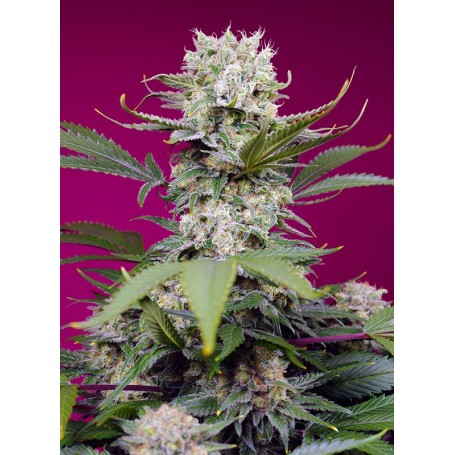 SWEET MANDARINE ZKITTLEZ XL AUTO de Sweet Seeds 3und