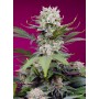 SWEET MANDARINE ZKITTLEZ XL AUTO de Sweet Seeds 3und