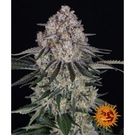 BARNEY'S FARM SOUR DIESEL AUTO 5 UND FEM