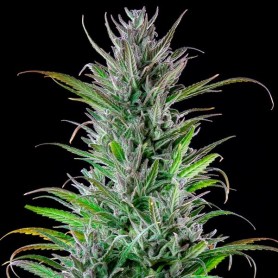 Northern Light de Royal Queen Feminizadas 10 Semillas