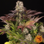 BARNEY'S FARM PURPLE PUNCH X LEMON DRIZZLE FEM 1 UND