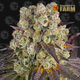 BARNEY'S FARM PURPLE PUNCH X LEMON DRIZZLE FEM 1 UND